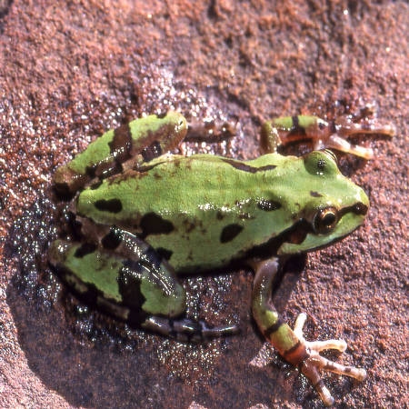 State Amphibian State Amphibian