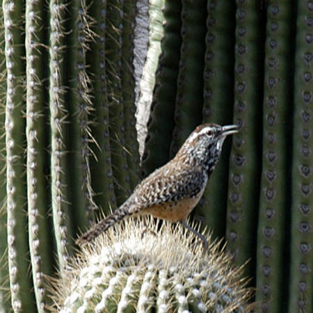 State Bird State Bird
