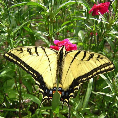 State Butterfly State Butterfly