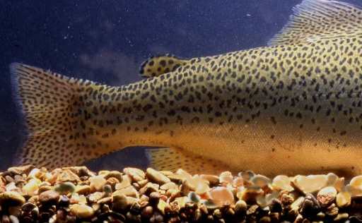 State Fish State Fish