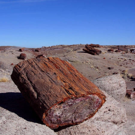 State Fossil State Fossil
