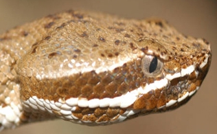 State Reptile State Reptile